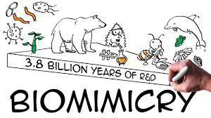 Cartoon describing Biomimicry as 3.8 billion years of R & D